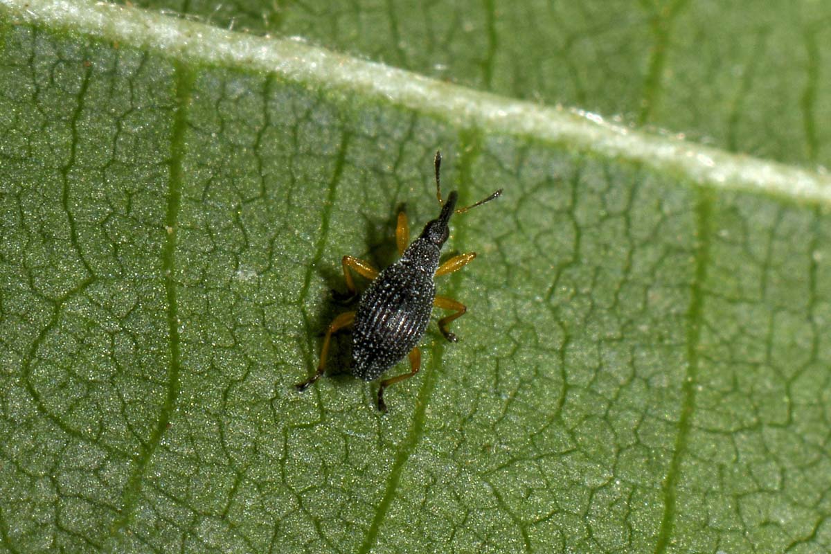 Apionidae:  Protapion fulvipes?    Sì !